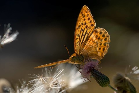 Silver-washed fritillary (Argynnis paphia), foraging, backlit, Gahlen, North Rhine-Westphalia,
