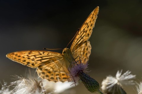 Silver-washed fritillary (Argynnis paphia), foraging, backlit, Gahlen, North Rhine-Westphalia,
