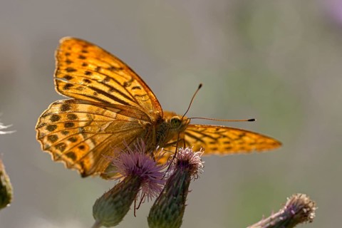 Silver-washed fritillary (Argynnis paphia), foraging, backlit, Gahlen, North Rhine-Westphalia,