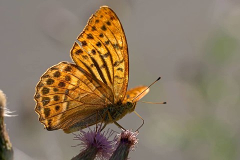 Silver-washed fritillary (Argynnis paphia), foraging, backlit, Gahlen, North Rhine-Westphalia,