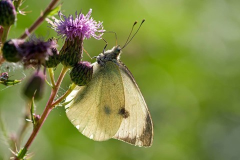 Large cabbage white butterfly (Pieris brassica), foraging on a thistle, Gahlen, North