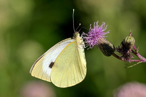 Large cabbage white butterfly (Pieris brassica), foraging on a thistle, Gahlen, North