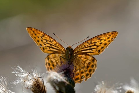 Silver-washed fritillary (Argynnis paphia), foraging, backlit, Gahlen, North Rhine-Westphalia,