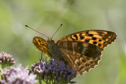 Silver-washed fritillary (Argynnis paphia), foraging, backlit, Gahlen, North Rhine-Westphalia,