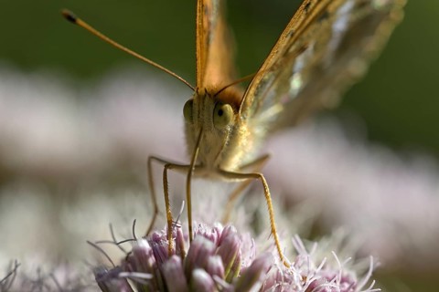 Silver-washed fritillary (Argynnis paphia), portrait, foraging, Gahlen, North Rhine-Westphalia,