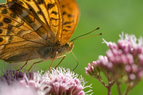 Silver-washed fritillary (Argynnis paphia), portrait, foraging, Gahlen, North Rhine-Westphalia,
