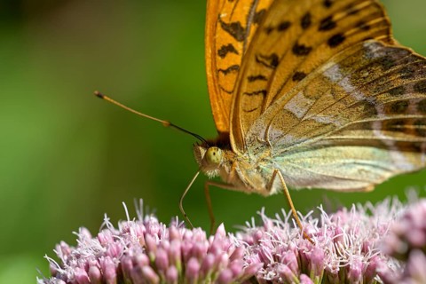 Silver-washed fritillary (Argynnis paphia), portrait, foraging, Gahlen, North Rhine-Westphalia,