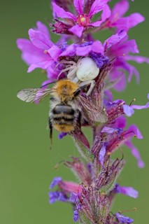 Goldenrod crab spider (Misumena vatia), female, with captured bee, Oberhausen, Ruhr area, North