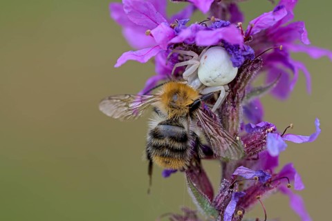 Goldenrod crab spider (Misumena vatia), female, with captured bee, Oberhausen, Ruhr area, North
