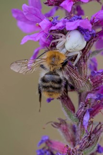 Goldenrod crab spider (Misumena vatia), female, with captured bee, Oberhausen, Ruhr area, North