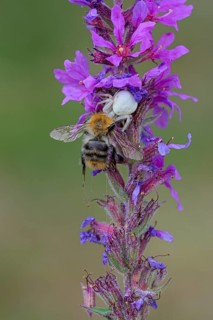 Goldenrod crab spider (Misumena vatia), female, with captured bee, Oberhausen, Ruhr area, North