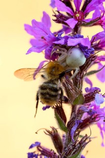 Goldenrod crab spider (Misumena vatia), female, with captured bee, Oberhausen, Ruhr area, North