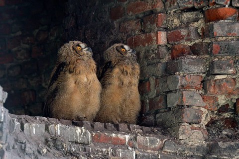 Eurasian eagle-owl (Bubo bubo), young birds after leaving the nest, breeding site is the