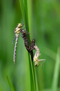 Southern hawker (Aeshna cyanea), freshly hatched dragonflies, with larval skin, Oberhausen, Ruhr