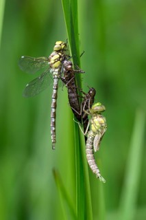 Southern hawker (Aeshna cyanea), freshly hatched dragonflies, with larval skin, Oberhausen, Ruhr