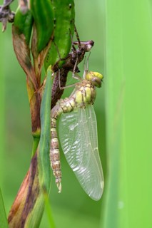 Southern hawker (Aeshna cyanea), freshly hatched, with larval skin, Oberhausen, Ruhr area, North