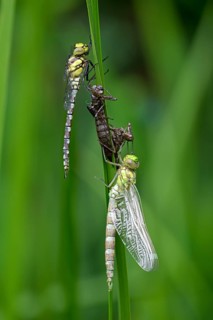 Southern hawker (Aeshna cyanea), freshly hatched dragonflies, with larval skin, Oberhausen, Ruhr