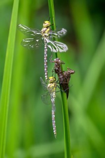 Southern hawker (Aeshna cyanea), freshly hatched dragonflies, with larval skin, Oberhausen, Ruhr