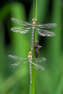Southern hawker (Aeshna cyanea), freshly hatched dragonflies, with larval skin, Oberhausen, Ruhr