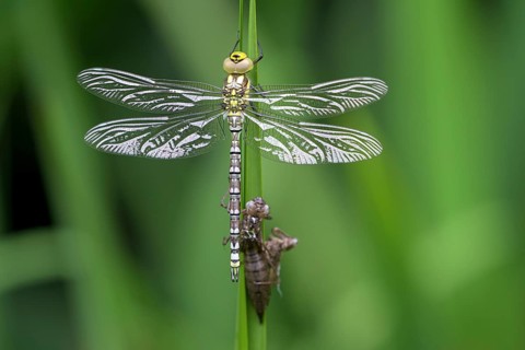 Southern hawker (Aeshna cyanea), freshly hatched, with larval skin, Oberhausen, Ruhr area, North