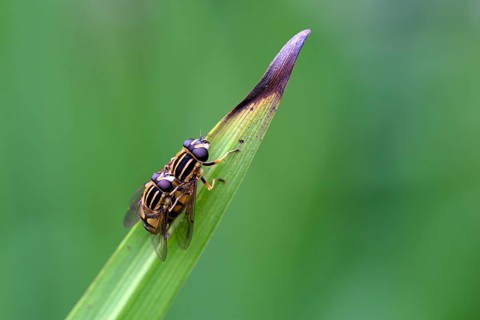 Dangling sunlover (Helophilus pendulus), pair during copulation, Oberhausen, Ruhr area, North