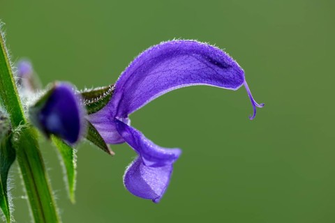 Meadow clary (Salvia pratensis), single flower, on a wild meadow, Nettetal, North Rhine-Westphalia,