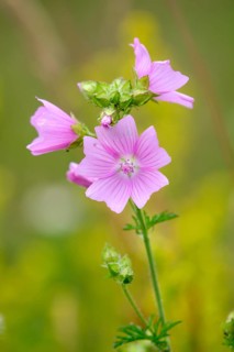 Greater musk-mallow (Malva alcea), flowers, on a wild meadow, Nettetal, North Rhine-Westphalia,