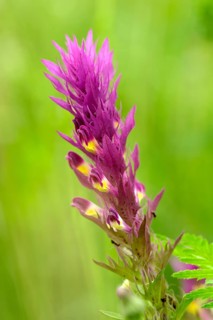 Field cow-wheat (Melampyrum arvense), single flower, on a wild meadow, Nettetal, North