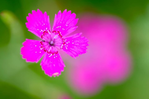 Maiden pinks (Dianthus deltoides), single flower, on a wild meadow, Nettetal, North