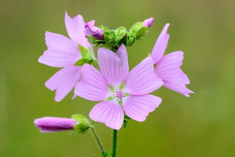 Greater musk-mallow (Malva alcea), flowers, on a wild meadow, Nettetal, North Rhine-Westphalia,