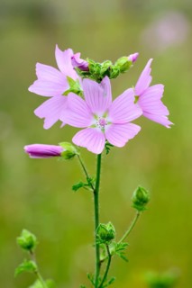 Greater musk-mallow (Malva alcea), flowers, on a wild meadow, Nettetal, North Rhine-Westphalia,