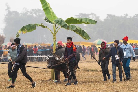Men arrive with their buffalo to take part in a traditional Moh-Juj (Buffalo fight) competition as