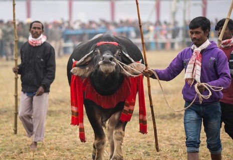 Men arrive with their buffalo to take part in a traditional Moh-Juj (Buffalo fight) competition as
