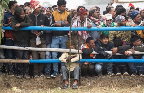 Large group of people looking traditional Moh-Juj (Buffalo fight) competition as a part of Magh