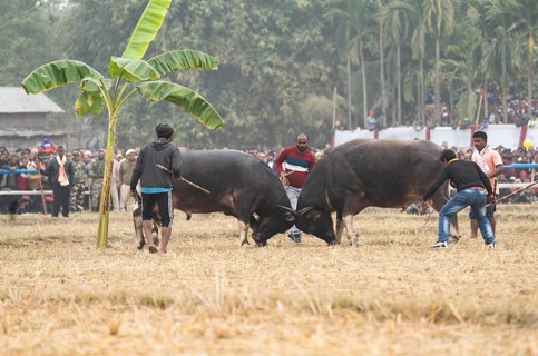 Buffaloes fight with each other during a traditional Moh-Juj (Buffalo fight) competition as a part