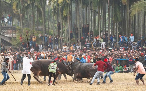 Buffaloes fight with each other during a traditional Moh-Juj (Buffalo fight) competition as a part