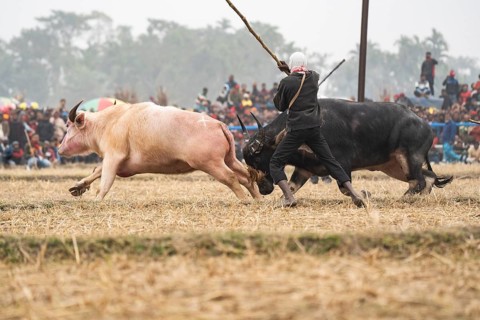 An owner try to control a pair of buffaloes during a traditional Moh-Juj (Buffalo fight)