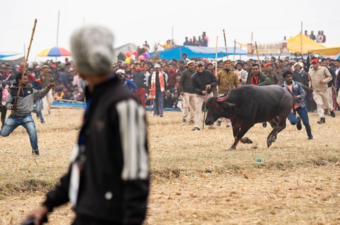 Owner try to control a buffalo during a traditional Moh-Juj (Buffalo fight) competition as a part