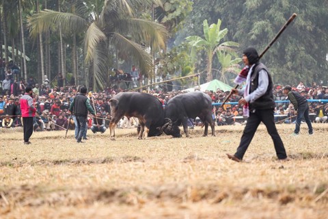Buffaloes fight with each other during a traditional Moh-Juj (Buffalo fight) competition as a part