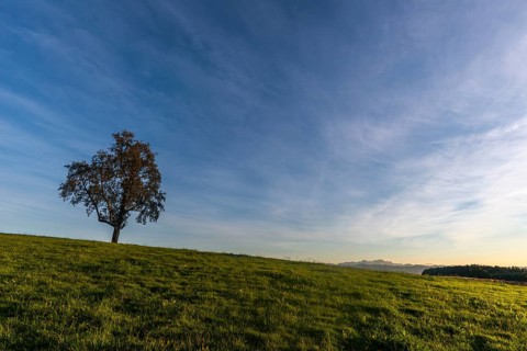 Kressbronn on Lake Constance, Apple tree, Alpine view, Evening mood, Baden-Württemberg, Germany,