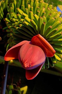 A banana tree with blossom, La Palma, Canary Islands, Spain, Europe