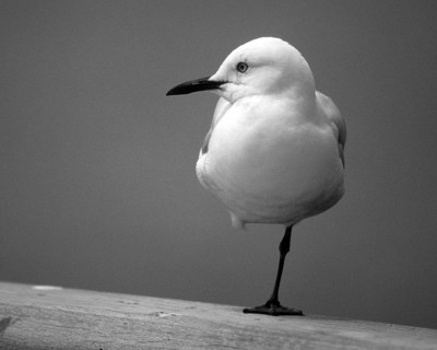 A juvenile red-billed gull (Chroicocephalus novaehollandiae scopulinus) resting on a railing with