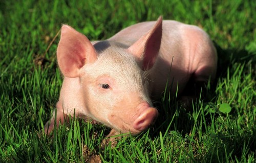 A piglet lies in the green meadow