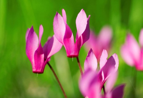 The purple cyclamen (Cyclamen purpurascens) in a green meadow