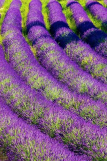 Rows of lavender (Lavandula angustifolia) near Valensole, Provence-Alpes-Côte d'Azur region,