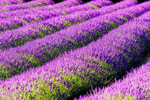 Rows of lavender (Lavandula angustifolia) near Valensole, Provence-Alpes-Côte d'Azur region,