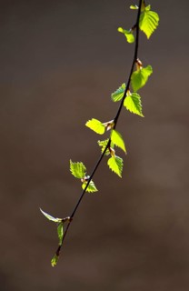 A young branch of a silver birch, warty birch, European white birch (Betula pendula) backlit in