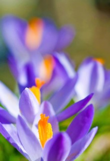 Spring Crocus (Crocus vernus) close-up