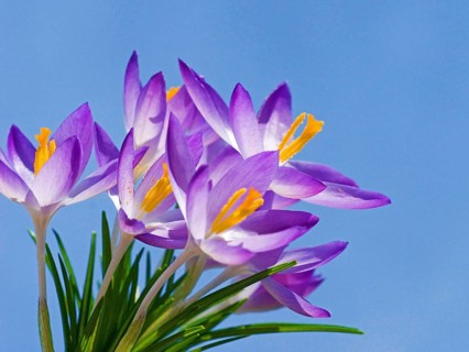 Spring Crocus (Crocus vernus) close-up