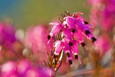Winter heath, winter-flowering heather, spring heath or alpine heath (Erica carnea) backlit